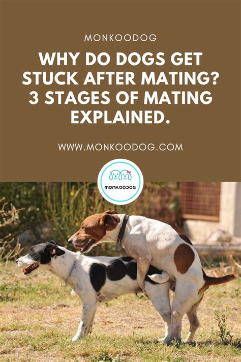 Why Dogs Get Stuck After Mating